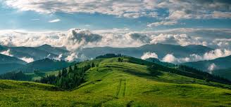 Green forest landscape