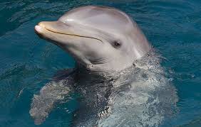 Dolphin